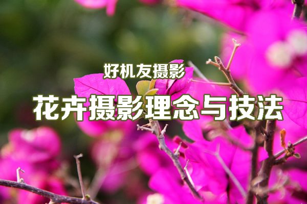好机友摄影-花卉摄影理念与技法