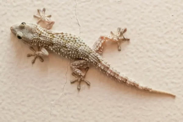 家里有壁虎是有什么征兆吗